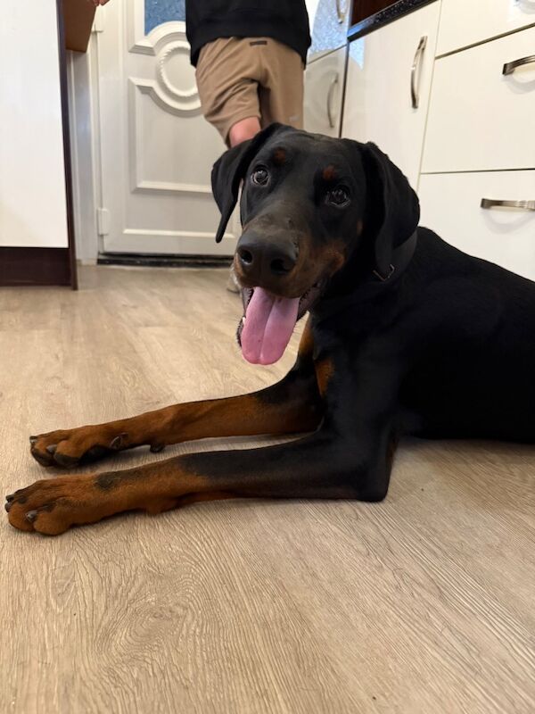1 year old boy