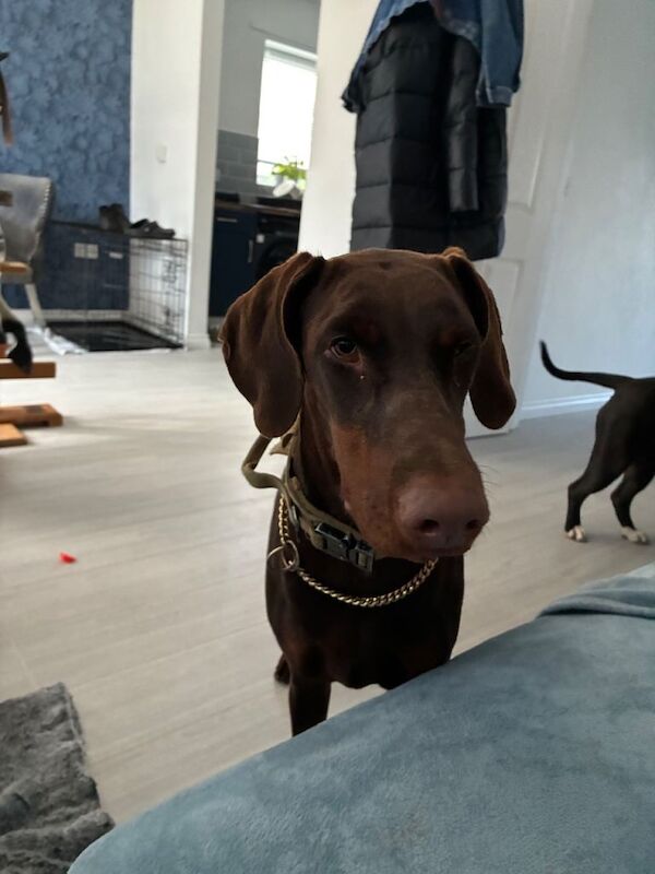 Doberman Puppies For Sale