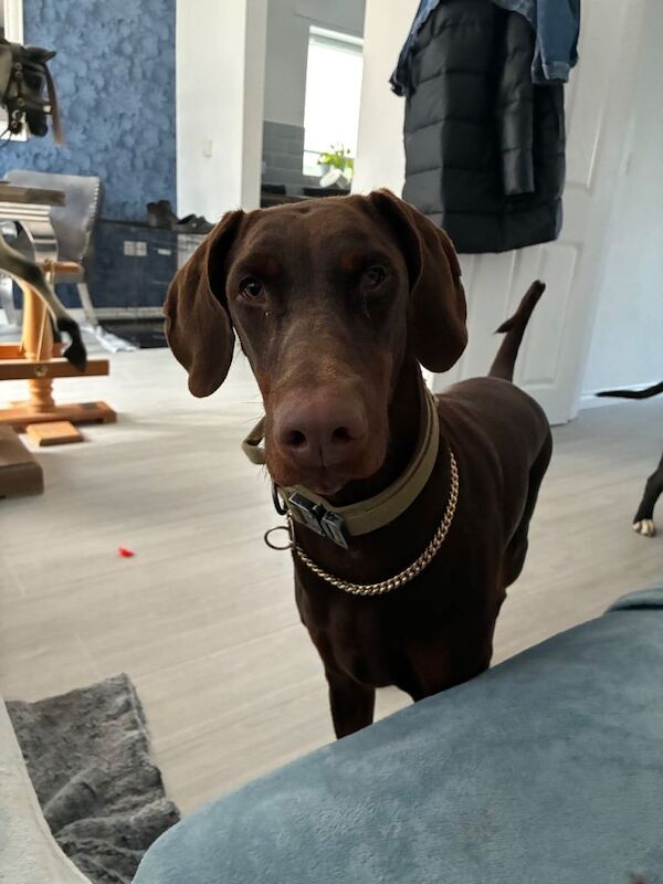 1 year old female doberman - Image 2 of 3