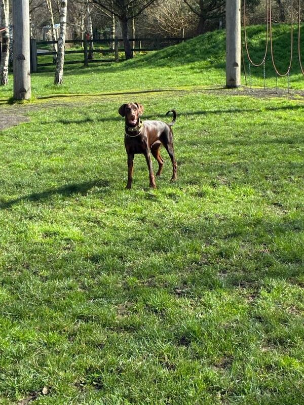 1 year old female doberman - Image 3 of 3
