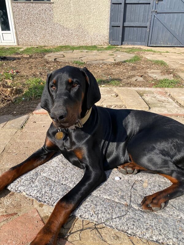 Doberman puppies for sale in Sleaford, Lincolnshire – 9 months old