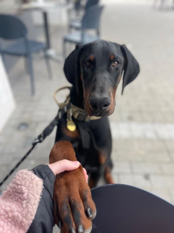 Doberman puppies for sale in Sleaford, Lincolnshire – 9 months old - Image 2 of 3