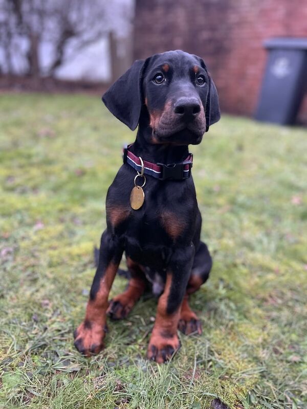 Doberman puppies for sale in Sleaford, Lincolnshire – 9 months old - Image 3 of 3
