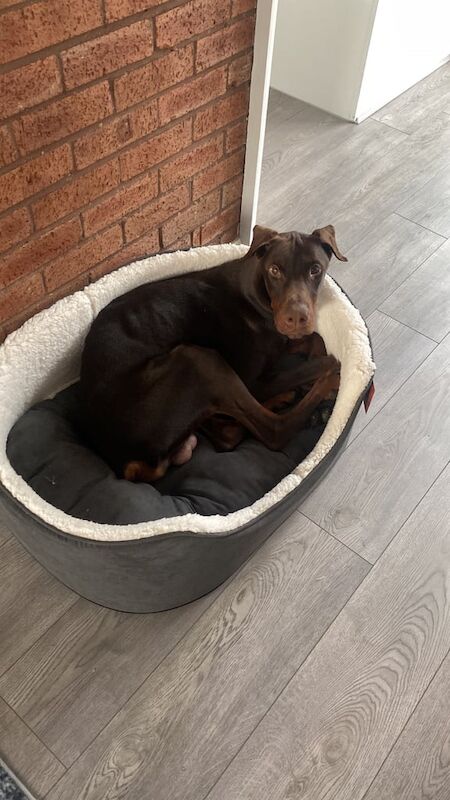 10 months old male Doberman - Image 2 of 3