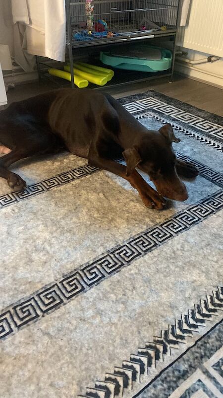 10 months old male Doberman - Image 3 of 3