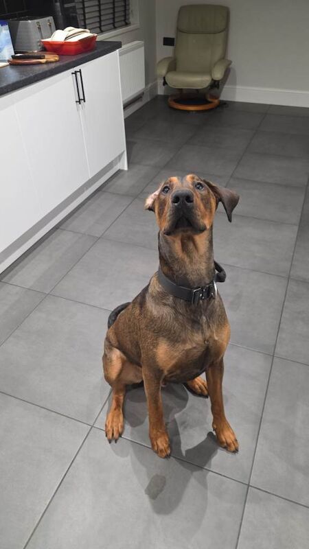 11month Old Doberman - Looking for a loving family home - Image 2 of 3