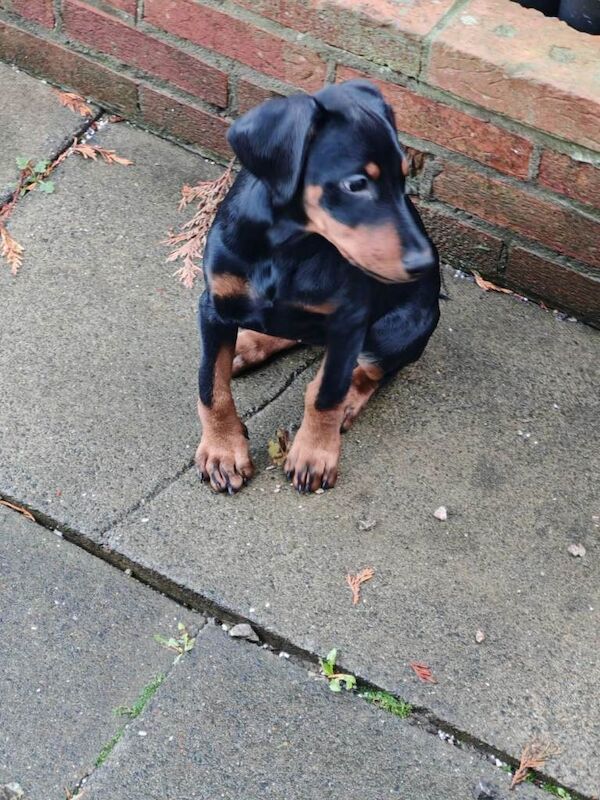 Doberman puppies for sale in Stockton-on-Tees, Durham β 11 weeks old