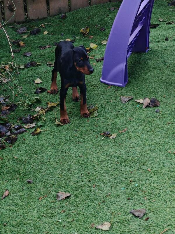 Doberman puppies for sale in Stockton-on-Tees, Durham – 11 weeks old - Image 2 of 4