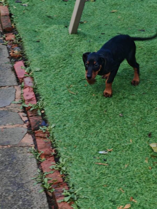 Doberman puppies for sale in Stockton-on-Tees, Durham – 11 weeks old - Image 3 of 4