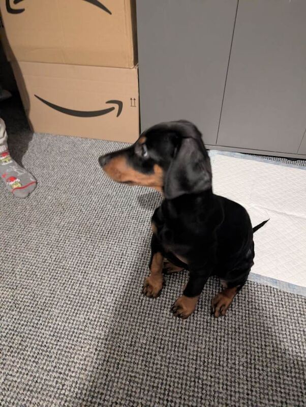 Doberman puppies for sale in Stockton-on-Tees, Durham – 11 weeks old - Image 4 of 4