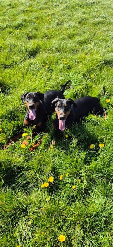 2 female dobermans