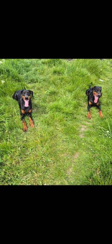 2 female dobermans - Image 2 of 4