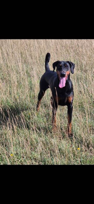 2 female dobermans - Image 3 of 4