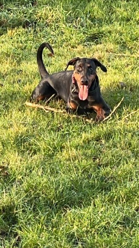 2 female dobermans - Image 4 of 4