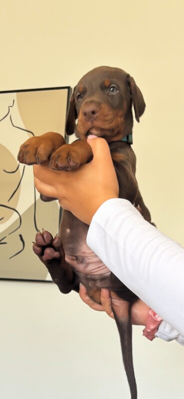 2 gorgeous Doberman puppies for sale