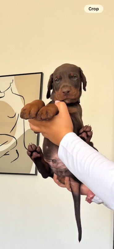 2 gorgeous Doberman puppies for sale - Image 2 of 4