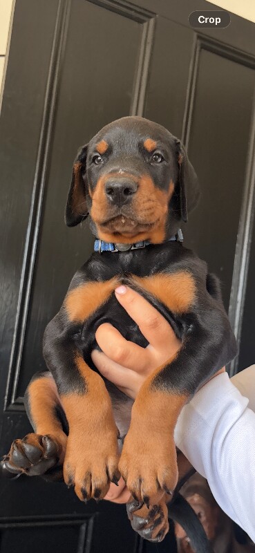 2 gorgeous Doberman puppies for sale - Image 3 of 4