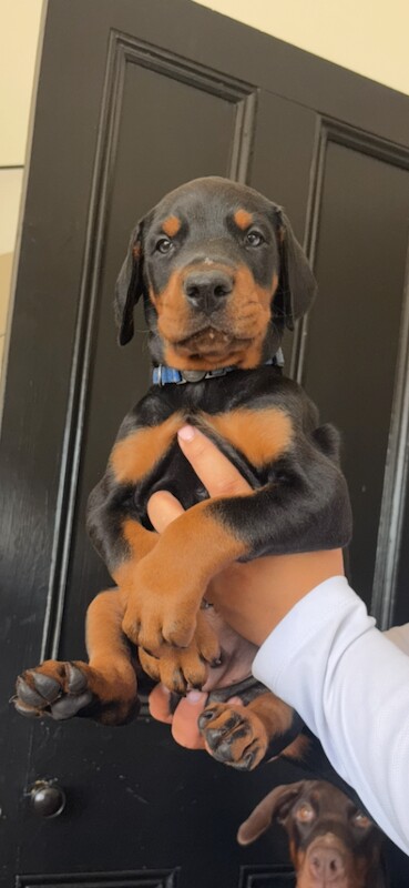 2 gorgeous Doberman puppies for sale - Image 4 of 4