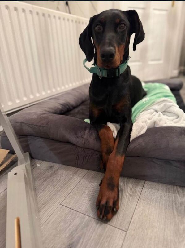 Doberman Puppies For Sale Under £1,000