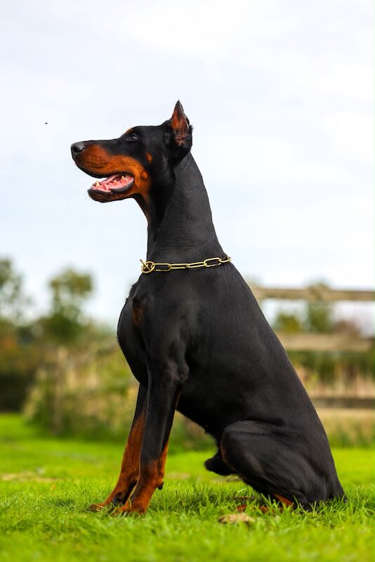 2 year old male import doberman