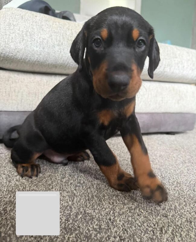3 male Dobermann puppies for sale - Image 2 of 6