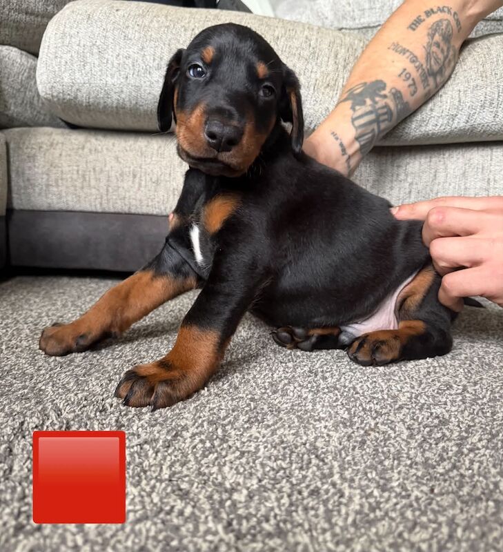 3 male Dobermann puppies for sale - Image 3 of 6