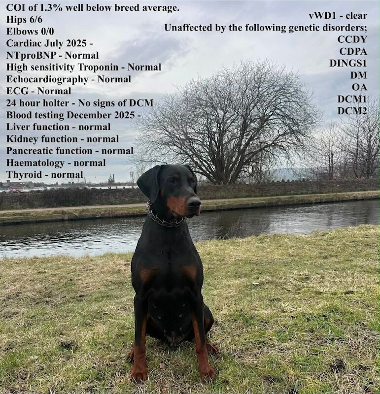 3 male Dobermann puppies for sale - Image 4 of 6