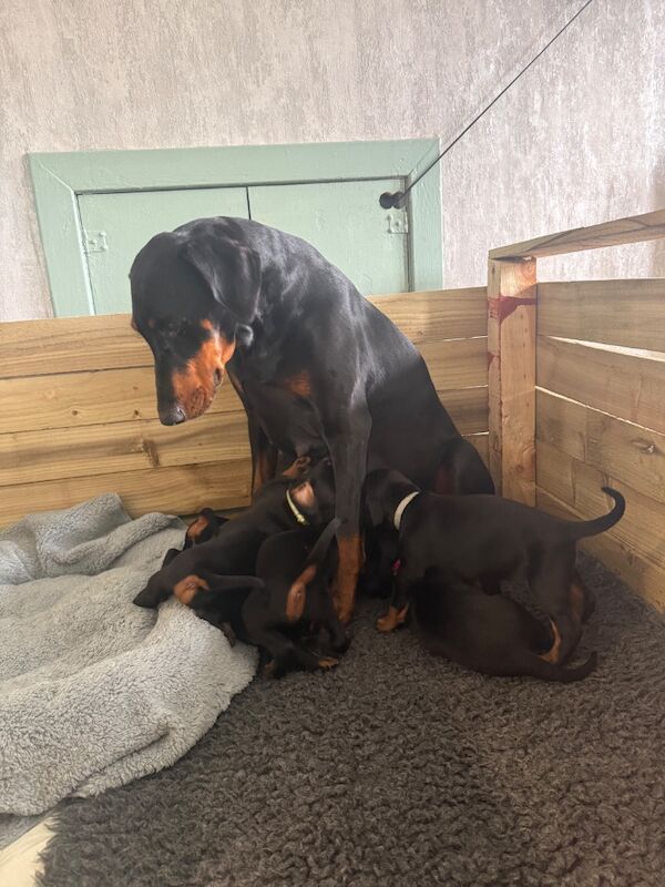 3 male Dobermann puppies for sale - Image 5 of 6