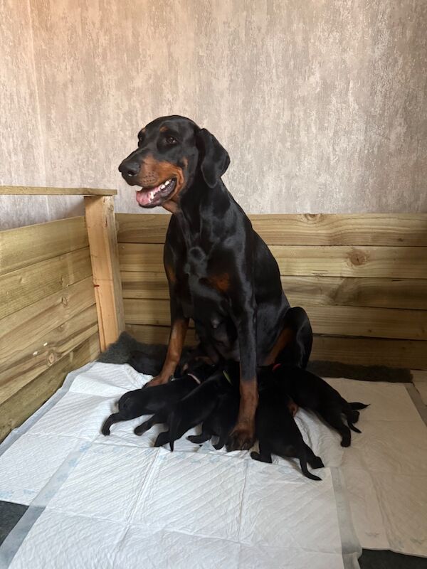3 male Dobermann puppies for sale - Image 6 of 6