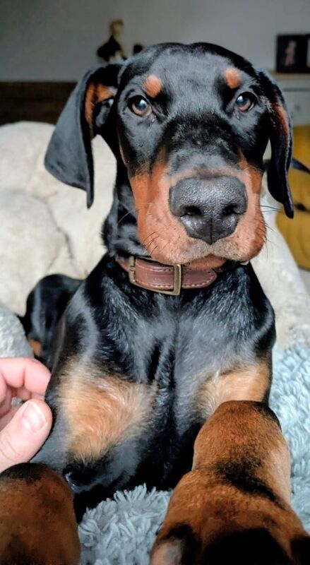 Doberman Puppies For Sale