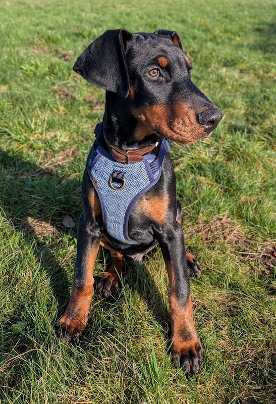 6 month old Doberman male - Image 2 of 6