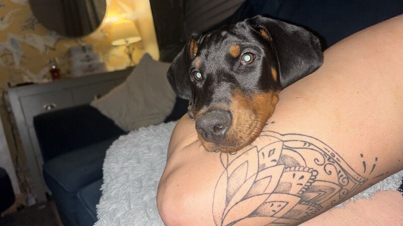 6 month old Doberman male - Image 3 of 6