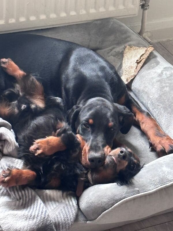 6 month old Doberman male - Image 4 of 6