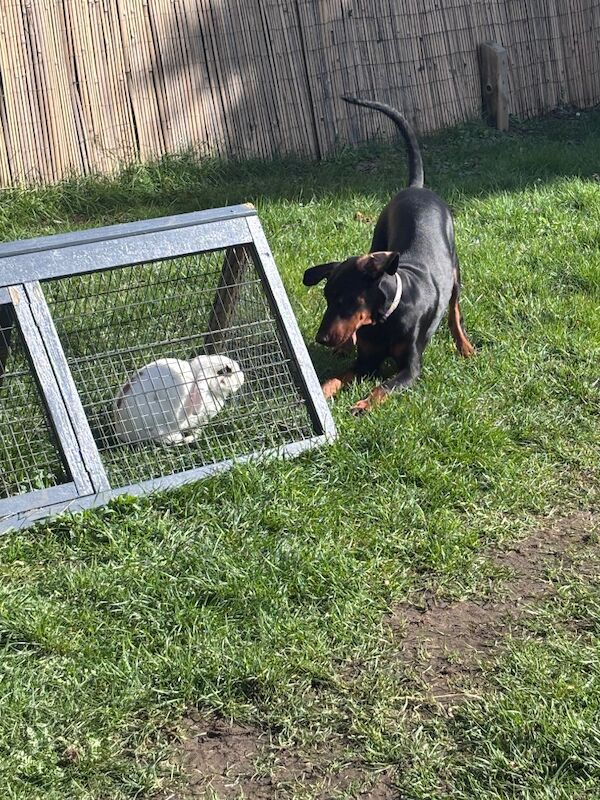 6 month old Doberman male - Image 5 of 6