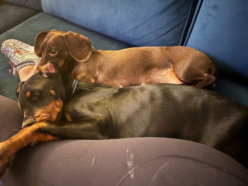 6 month old Doberman male - Image 6 of 6