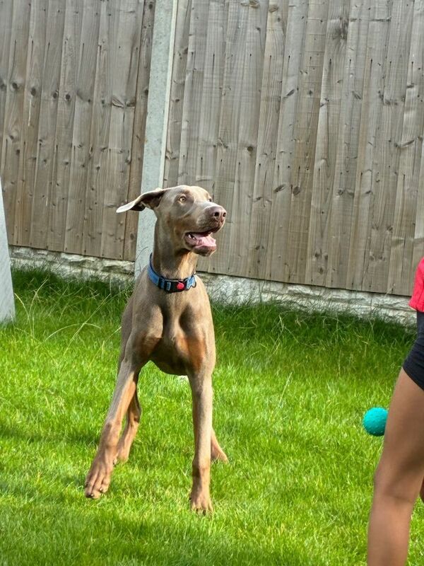 8 month old Doberman