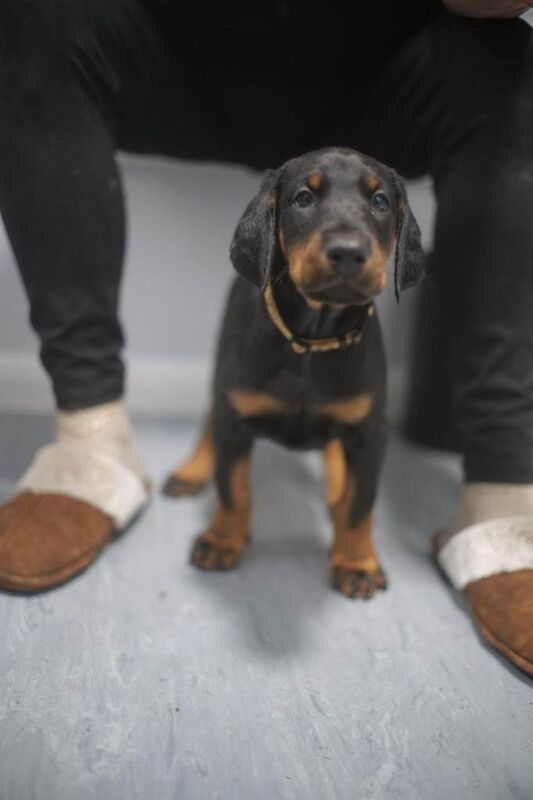 Doberman puppies for sale in Greenwich, London – 8 weeks old
