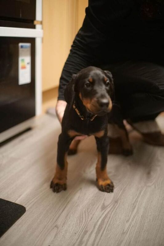 Doberman puppies for sale in Greenwich, London – 9 weeks old - Image 2 of 3