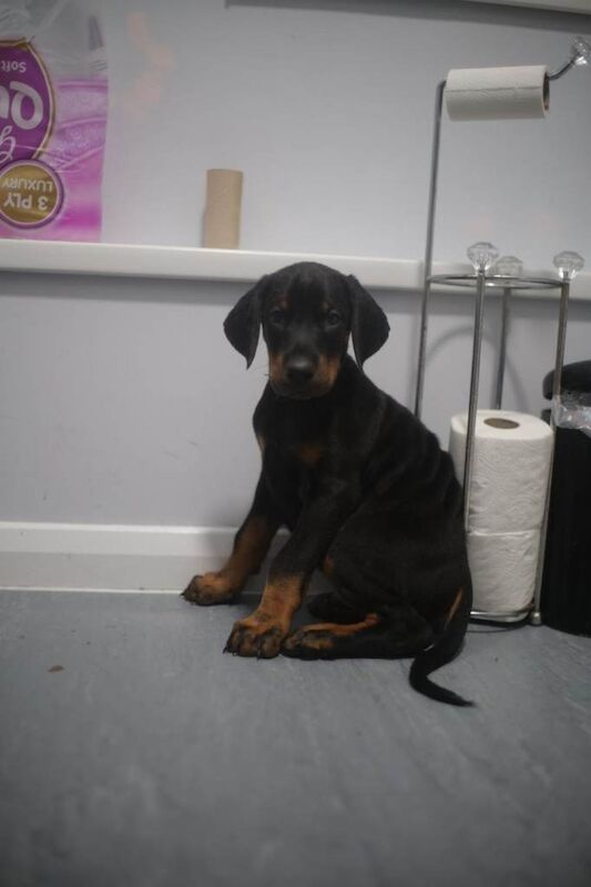 Doberman puppies for sale in Greenwich, London – 9 weeks old - Image 3 of 3