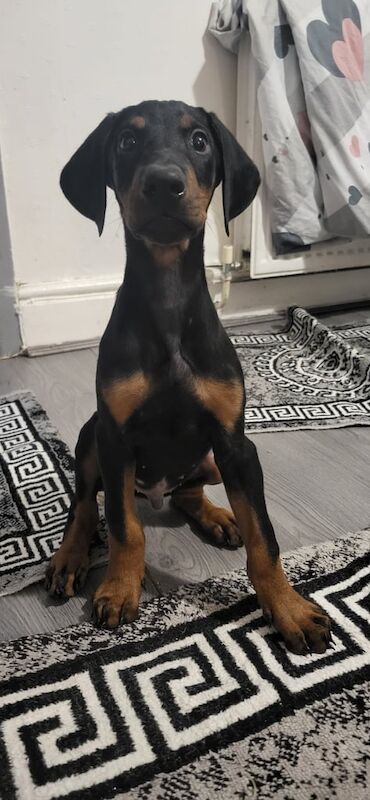 Doberman Puppies For Sale