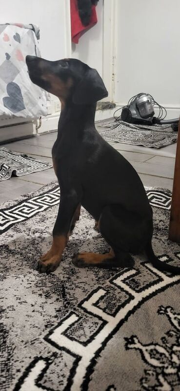Doberman puppies for sale in Derby, Derbyshire – 9 weeks old - Image 2 of 3