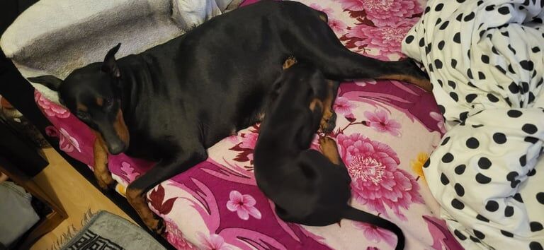 Doberman puppies for sale in Derby, Derbyshire – 9 weeks old - Image 3 of 3