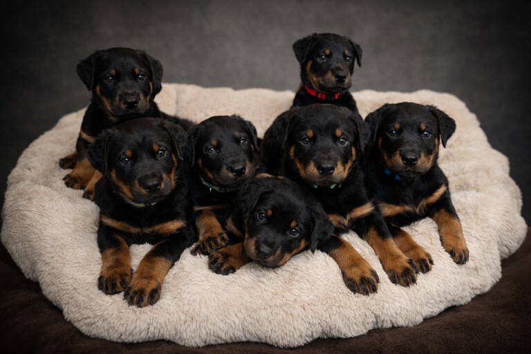 Doberman puppies for sale in Worthing, West Sussex – 5 weeks old