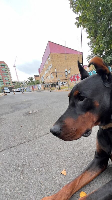 Adult Male Doberman