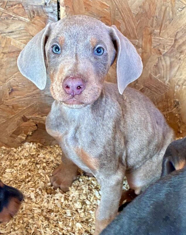 Kennel Club Registered Doberman Puppies For Sale