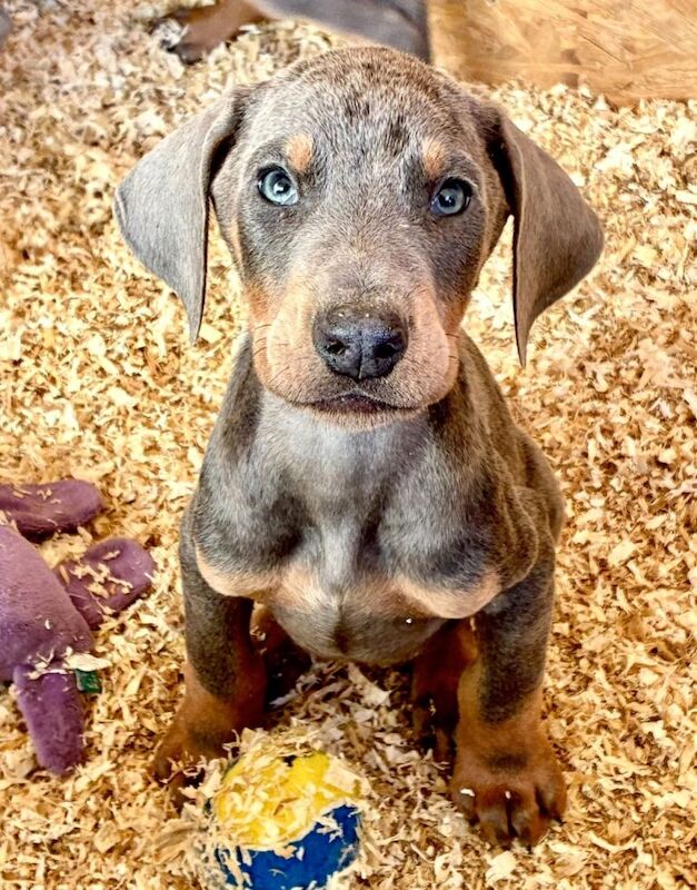 Doberman puppies for sale in Belper, Derbyshire – KC registered, 8 weeks old - Image 2 of 5