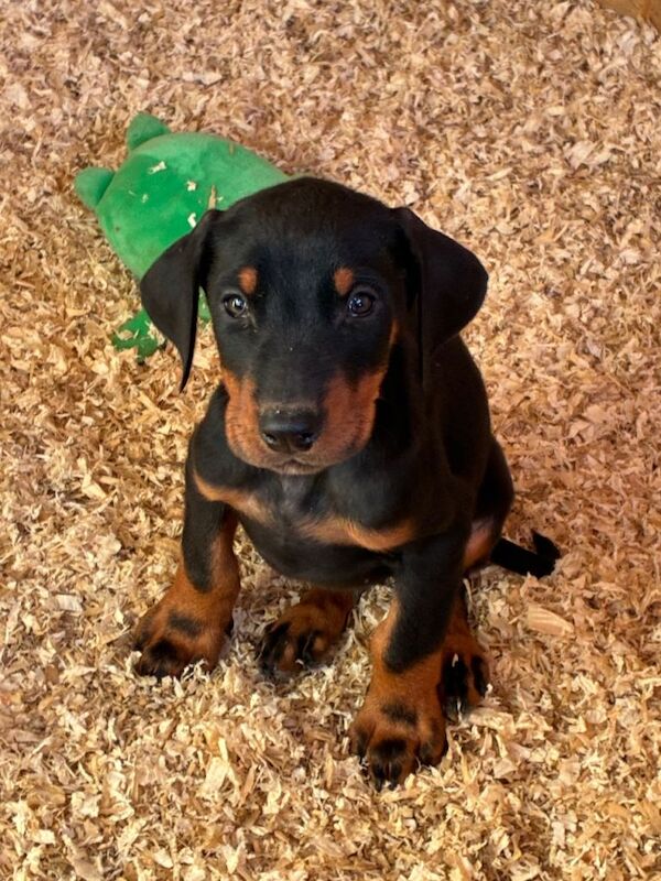 Doberman puppies for sale in Belper, Derbyshire – KC registered, 8 weeks old - Image 3 of 5