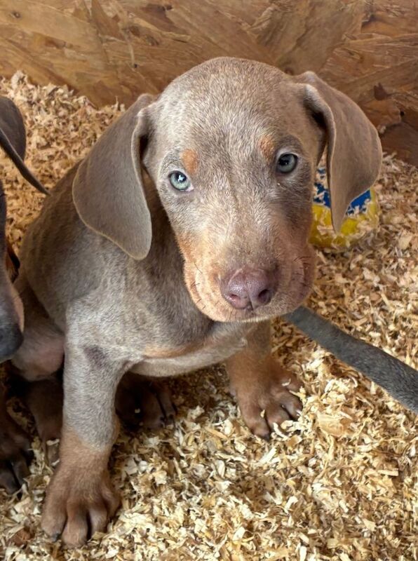 Doberman puppies for sale in Belper, Derbyshire – KC registered, 8 weeks old - Image 5 of 5