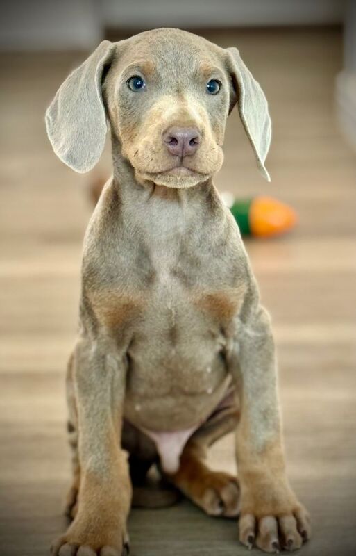 Doberman puppies for sale in Nottingham, Nottinghamshire – KC registered, 9 weeks old