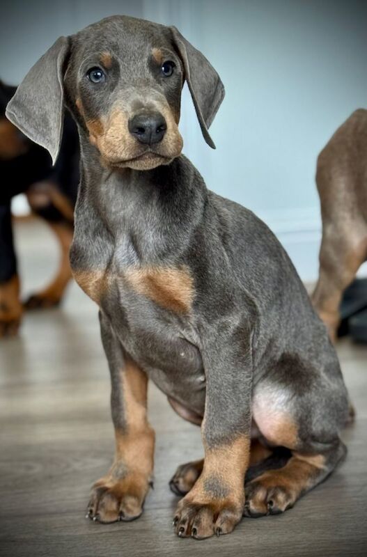 Doberman puppies for sale in Nottingham, Nottinghamshire – KC registered, 9 weeks old - Image 2 of 5